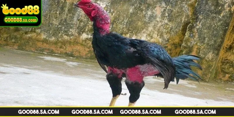 Cách nuôi gà đá bo về chọn giống gà phù hợp